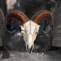 Rams Skull Medium 33cm Animal Skulls Top 200 None Licensed