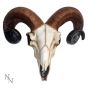 Rams Skull Medium 33cm Animal Skulls Top 200 None Licensed