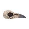 Edgar's Raven Skull 21cm Animal Skulls Top 200 None Licensed