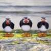 Three Wise Puffins 9cm Animals Coming Soon