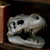 Tyrannosaurus Rex Skull Freestanding 16cm Dinosaurs Top 200 None Licensed