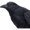 Raven Messenger 25cm Ravens Out Of Stock