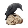 Ravens Remains 13cm Ravens Gifts Under £100