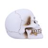 Floral Fate 17.5cm Skulls Gifts Under £100