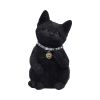 Cattitude 16.5cm Cats Gifts Under £100