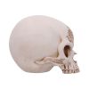 Celtic Cave 15cm Skulls Summer Sale 2024