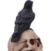 Raven's Spell 10.3cm Ravens Out Of Stock