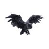 Dark Feather 55cm Owls Summer Sale 2024