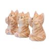 Three Wise Ginger Cats Cats Coming Soon