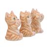 Three Wise Ginger Cats Cats Coming Soon