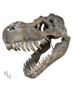 Tyrannosaurus Rex Skull Large 51.5cm B/strap Dinosaurs RRP Under 150