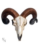 Rams Skull Medium 33cm Animal Skulls Top 200 None Licensed